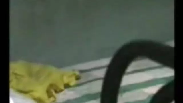 एचडी पोर्न सेक्सी वीडियो हिंदी मूवी में 260814-2