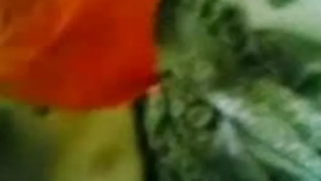 सेक्सी चॉकलेट बेब एक मोटी सफेद मुर्गा फुल सेक्सी फिल्म वीडियो में के आसपास उसके होंठ लपेटता है